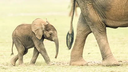 Elefanten Baby im Amboseli Nationalpark, Kenia