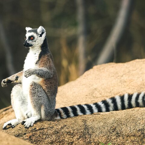 Lemur im Anja Reservat in Madagaskar