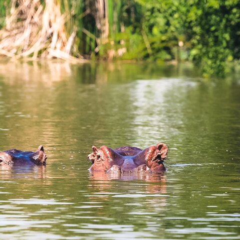 Nilpferde im Lake Baringo, Kenia