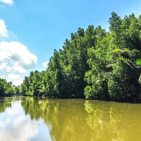 Fluss im Dschungel