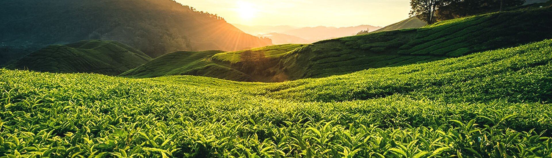 Blick auf die Teeplantagen in den Cameron Highlands, Malaysia