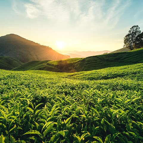 Blick auf die Teeplantagen in den Cameron Highlands, Malaysia