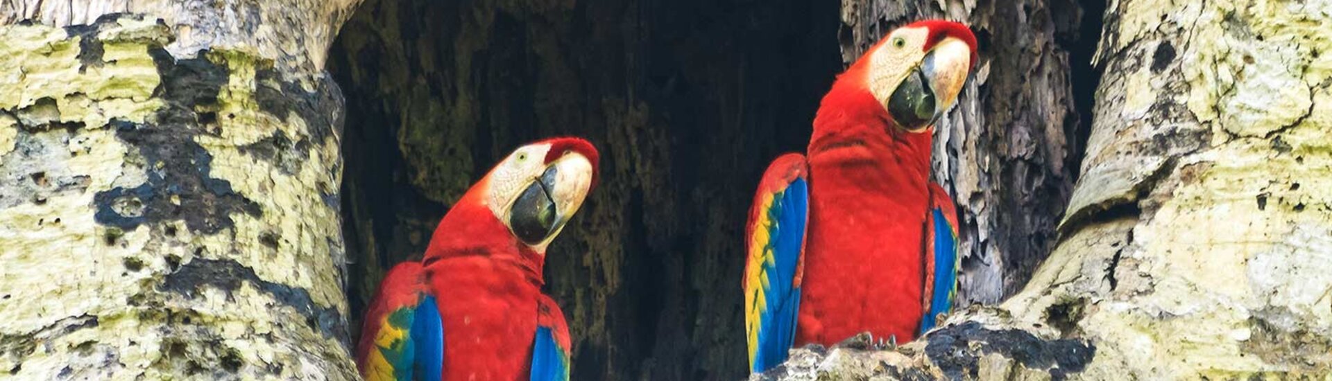Papageien im Carara Nationalpark