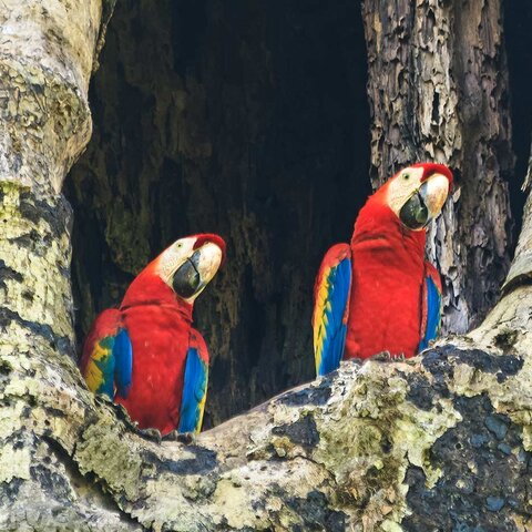 Papageien im Carara Nationalpark