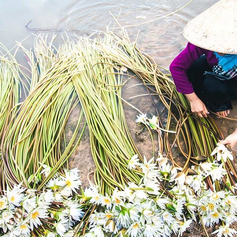 Farmerin mit Wasserlilien in Chau Doc