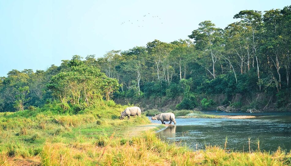 Nashörner im Chitwan Nationalpark