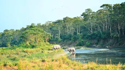 Nashörner im Chitwan Nationalpark