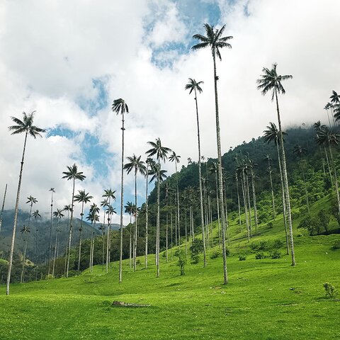 Cocora Tal in Kolumbien