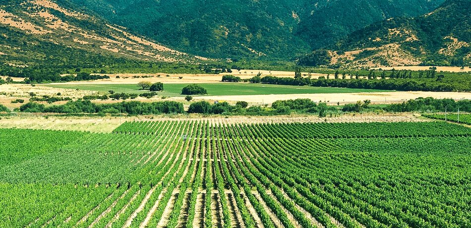 Weinreben im Colchagua Tal in Chile