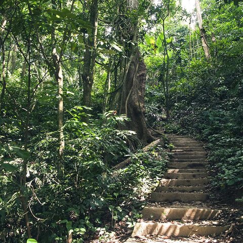 Dschungelpfad in Cuc Phuong Nationalpark
