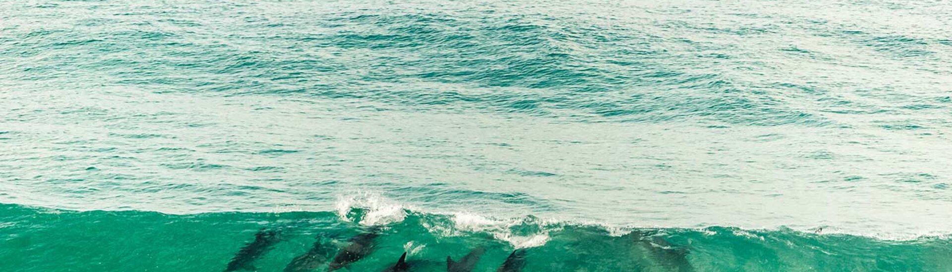Delfine an der Dolphin Coast