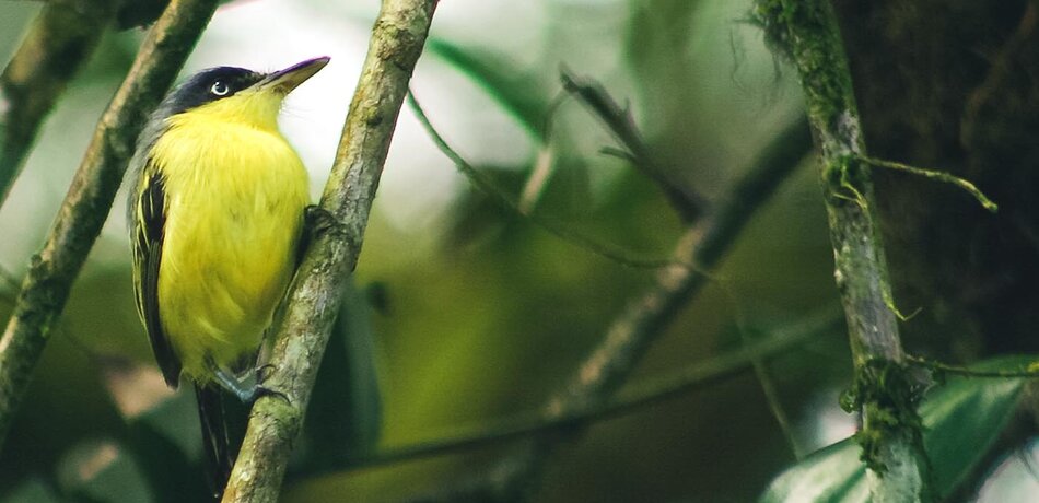 Ein Vogel in La Mesa im El Valle de Anton, Panama