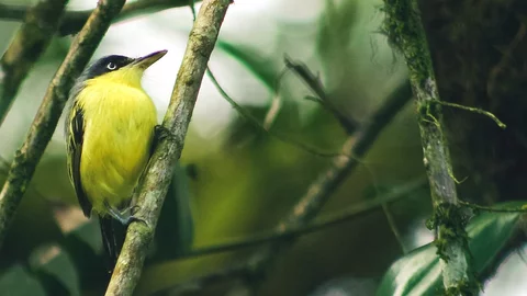 Ein Vogel in La Mesa im El Valle de Anton, Panama