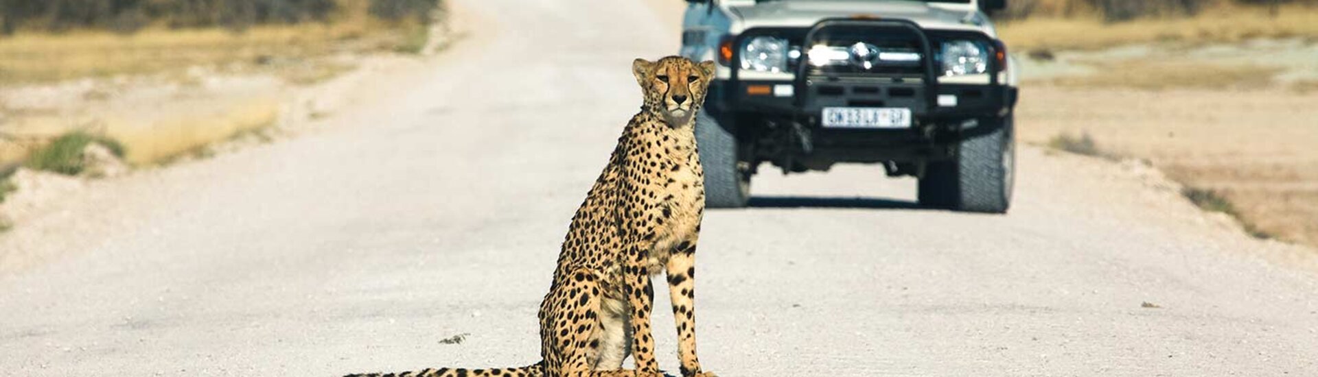 Leopard im Ethosha Nationalpark
