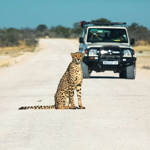 Leopard im Ethosha Nationalpark