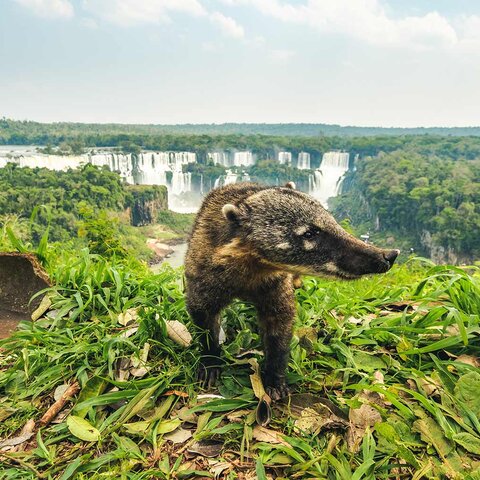 Coati im Iguazu Nationalpark