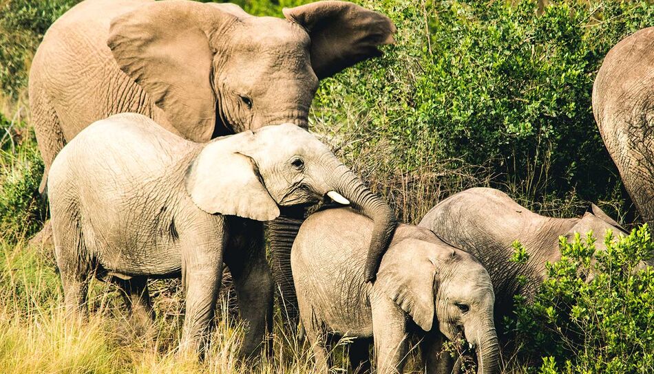 Elefantenfamilie im Gondwana Game Reserve