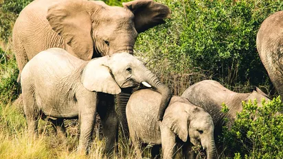 Elefantenfamilie im Gondwana Game Reserve