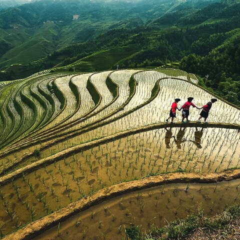 Reisfelder in Guilin, China