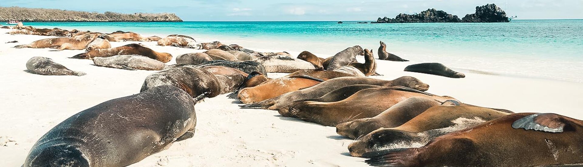 Eine Seelöwenkolonie am Strand der Insel Espanola, Galapagosinseln, Ecuador