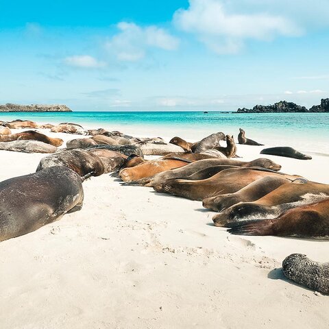 Eine Seelöwenkolonie am Strand der Insel Espanola, Galapagosinseln, Ecuador