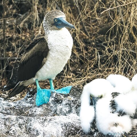 Das Nest eines Blaufußtölpels auf der Isla de Lobos, Galapagosinseln, Ecuador