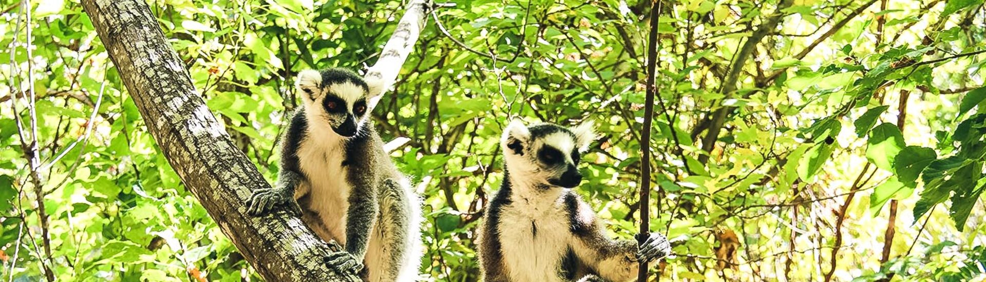 Lemuren im Baum des Isalo Nationalparks in Madagaskar