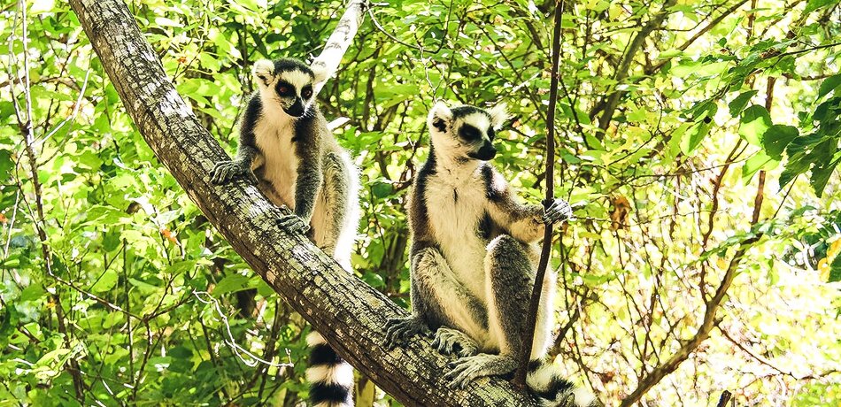 Lemuren im Baum des Isalo Nationalparks in Madagaskar