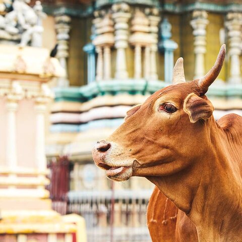 Heilige Kuh in Jaffna