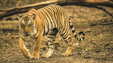Tiger im Kabini Nationalpark