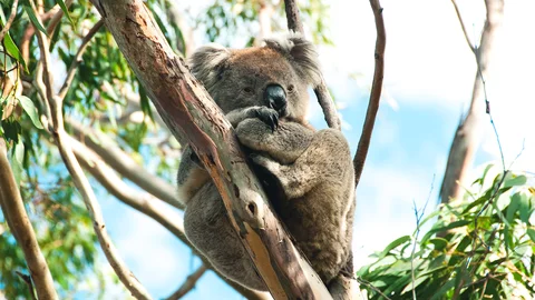 Koala auf Kangaroo Island Koala auf Kangaroo Island