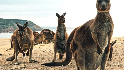 Kängurus auf Kangaroo Island, Australien Kängurus auf Kangaroo Island, Australien