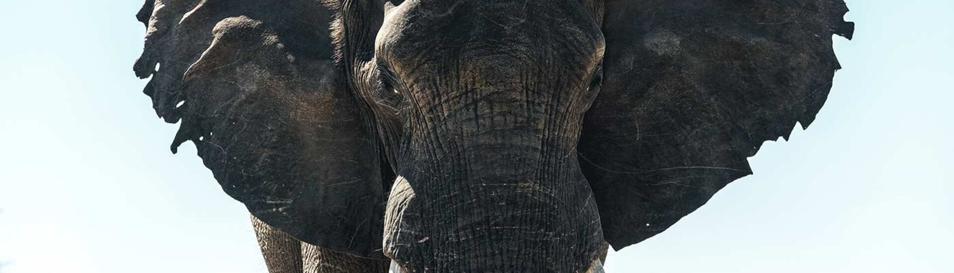 Elefant in Kavango