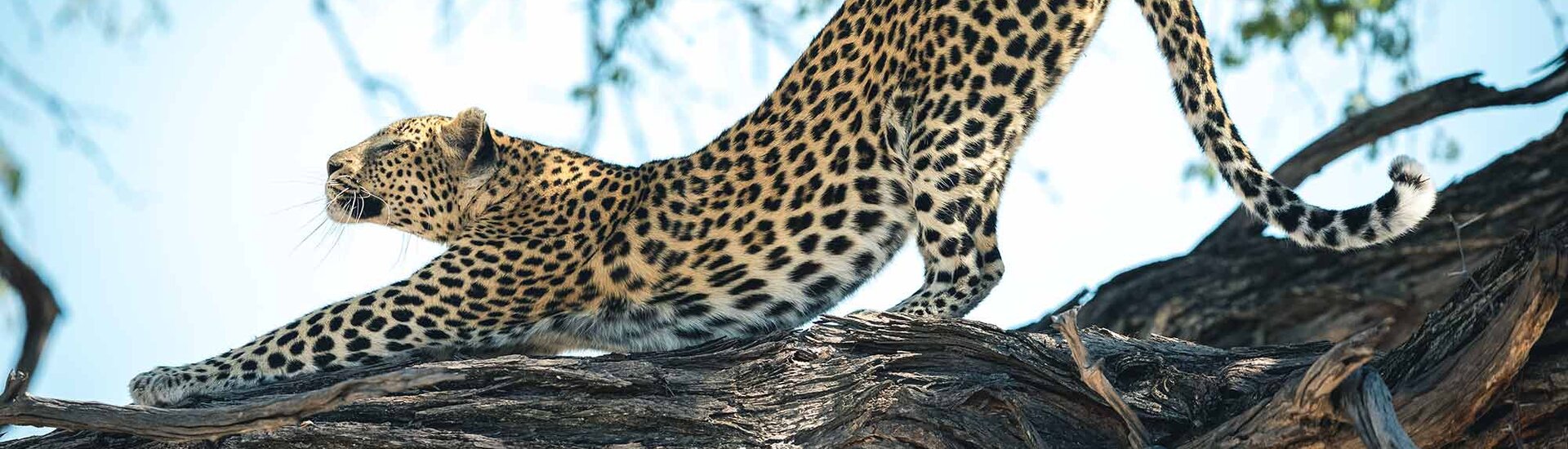 Leopard im Khwai Reserve