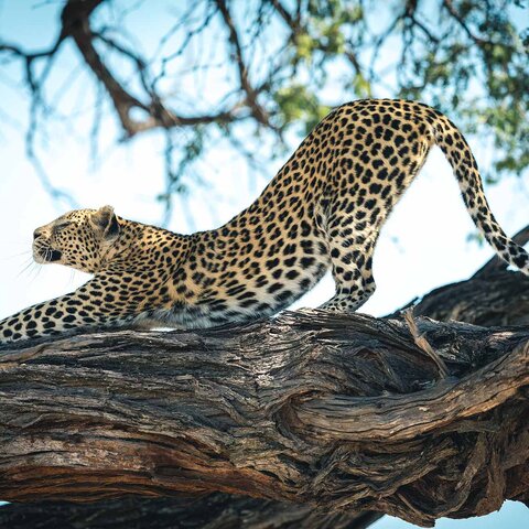 Leopard im Khwai Reserve