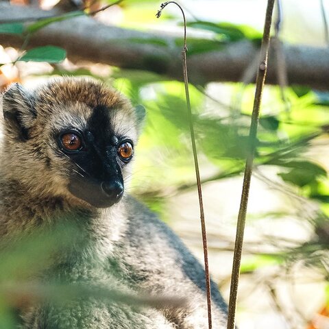Lemur in der Kirindy Waldstation in Madagaskar