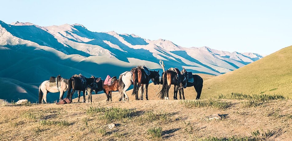 Pferde in der Landschaft rund um Kotschkor, Kirgisistan