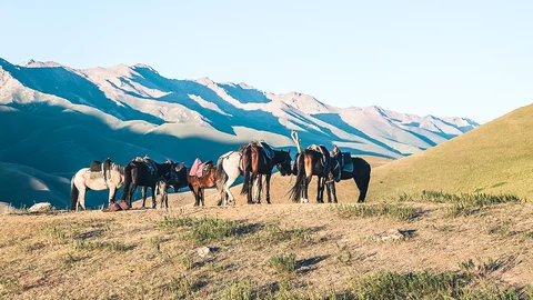 Pferde in der Landschaft rund um Kotschkor, Kirgisistan