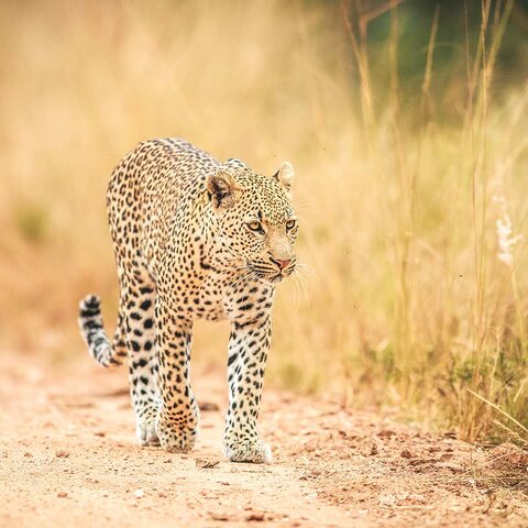 Leopard im Kruger Nationalpark