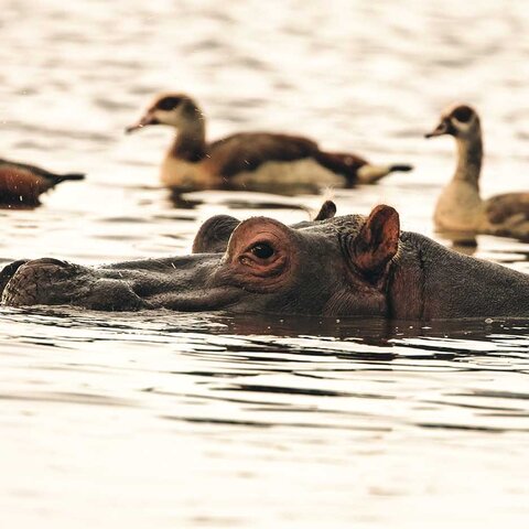 Nilpferd im Lake Manyara Nationalpark in Tansania