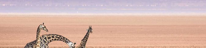 Giraffen im Lake Manyara Nationalpark in Tansania