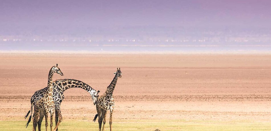 Giraffen im Lake Manyara Nationalpark in Tansania