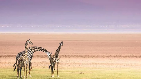Giraffen im Lake Manyara Nationalpark in Tansania