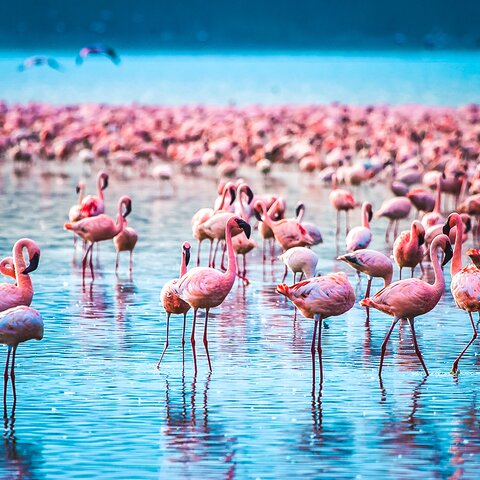 Flamingos im Lake Nakuru Nationalpark, Kenia