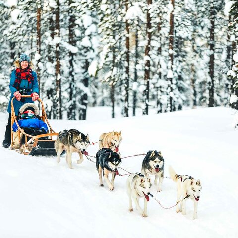 Eine Hundeschlittenfahrt mit Huskies durch die verschneite Winterlandschaft Lapplands