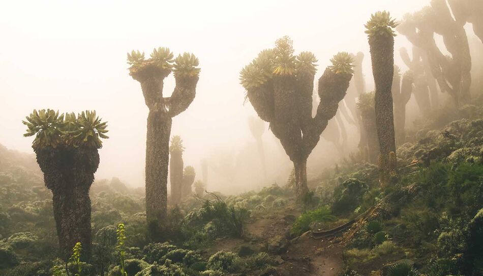 Groundsels Bäume am Londrossi Gate am Kilimanjaro in Tansania