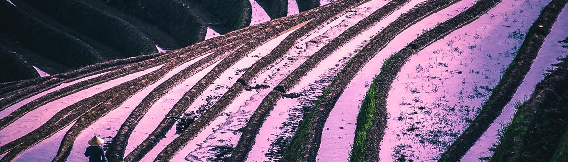 Farbenspiel der Reisterrassen in Longsheng