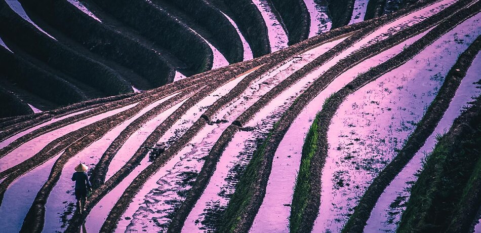 Farbenspiel der Reisterrassen in Longsheng