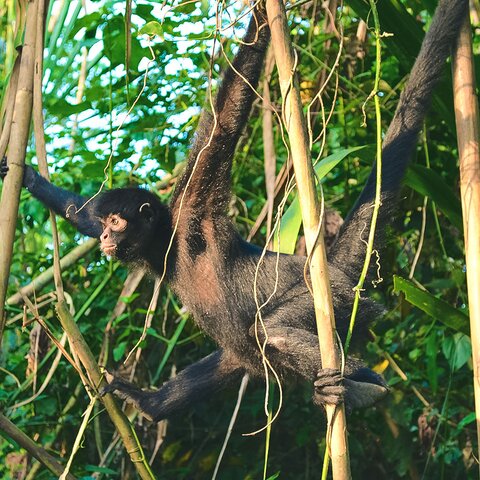 Affe im Regenwald von Madre de Dios