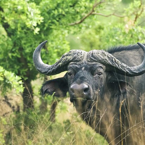 Büffel im Mahango Nationalpark